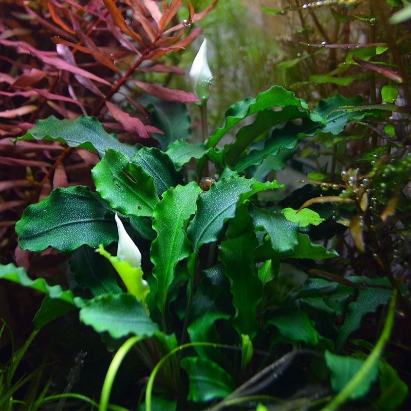 Bucephalandra 'Wavy Green'