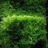 Taxiphyllum barbieri - java moss