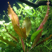 Echinodorus 'Rosé' XL