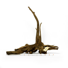 Driftwood XL (60-100cm)