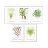 Tropica Art Cards - set Cyperus