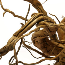 azalea root
