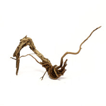 Azalea root