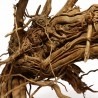 Azalea root