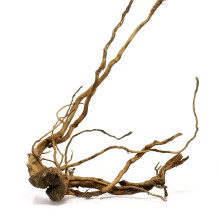 azalea root