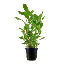 Ammannia crassicaulis
