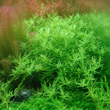 Rotala rotundifolia 'Vert'