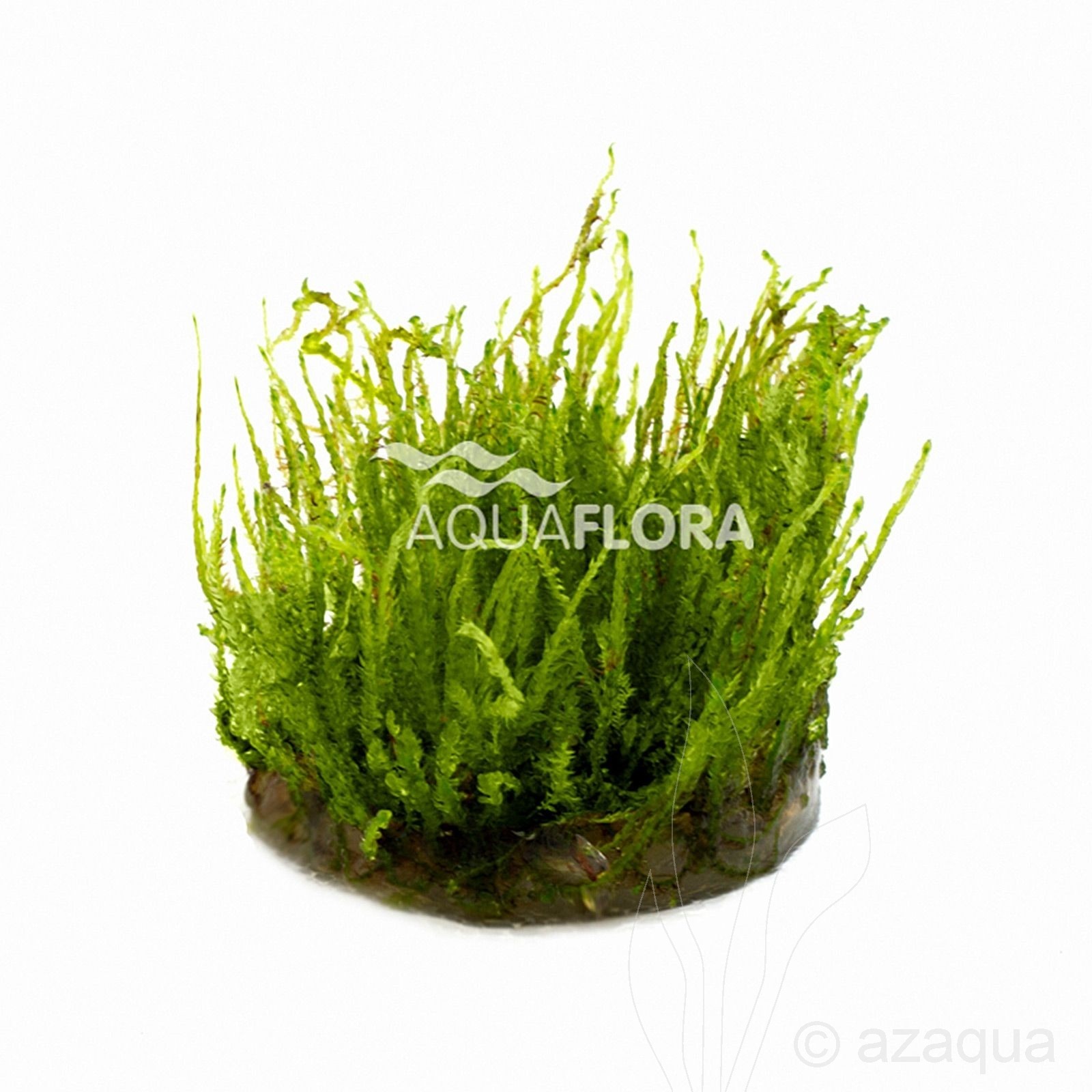 Vesicularia species (Creeping Moss)