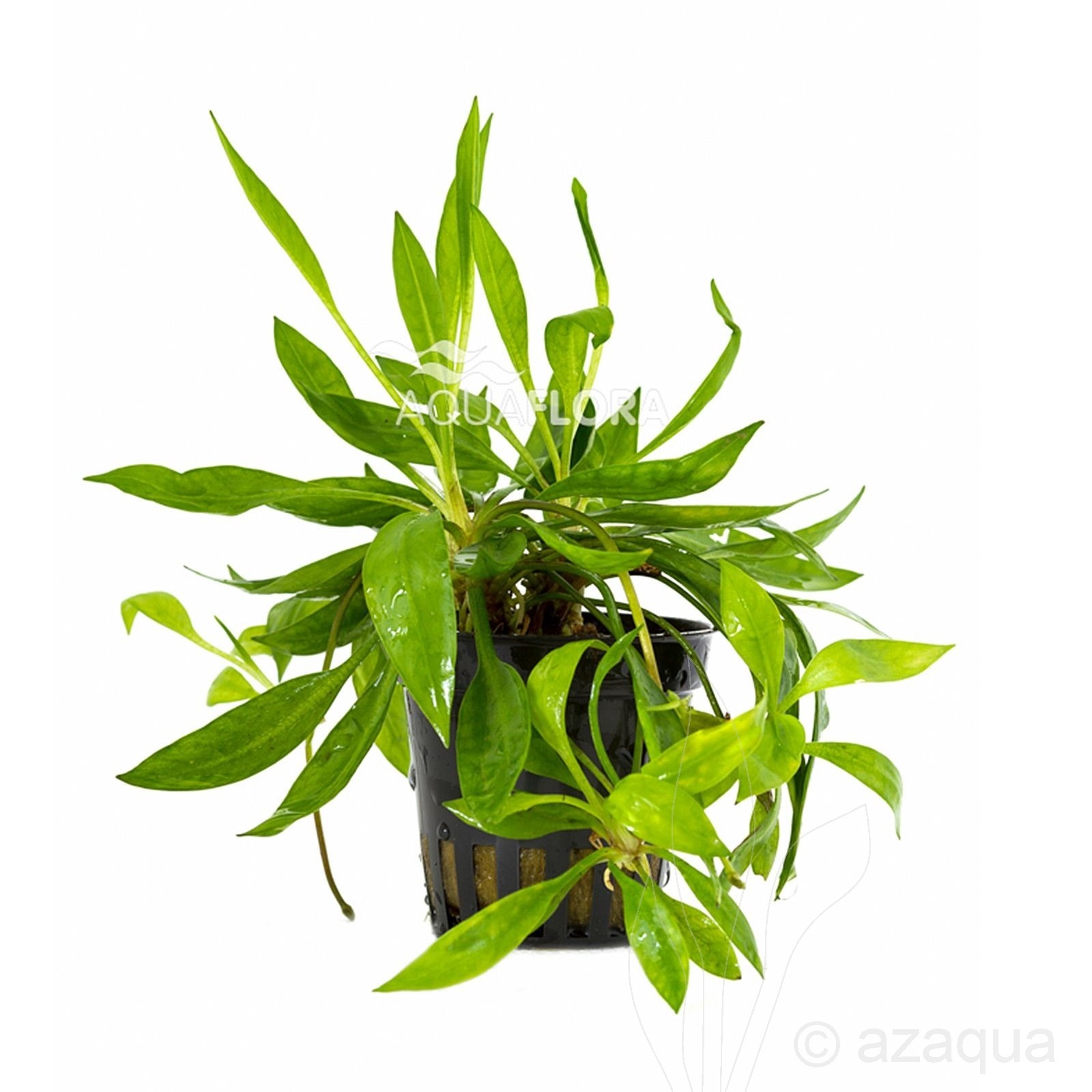 Helanthium bolivianum 'Magdalenensis'