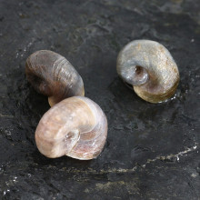 Planorbella duryi (Blue posthorn snail)