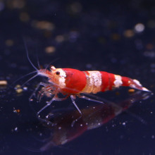 Crystal Red Shrimp AS