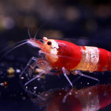 Crystal Red Shrimp AS