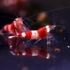 Crystal Red shrimp AS
