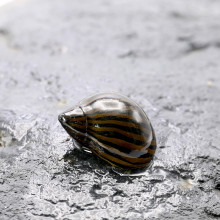Neritina natalensis (Zebra runner snail)