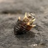 Thiara scabra (Thorny tower snail)
