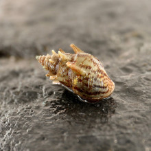 Thiara scabra (Thorny rook snail)