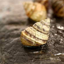 Taia naticoides (Piano snail)