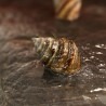 Taia naticoides (Piano snail)