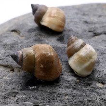 Filopaludina martensi (White Miracle Snail)