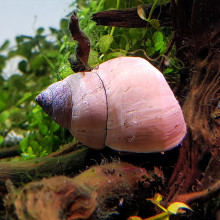 Filopaludina martensi (White Miracle Snail)