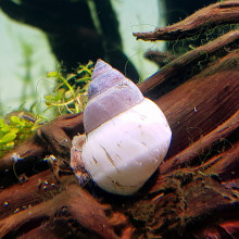 Filopaludina martensi (White wonder snail)