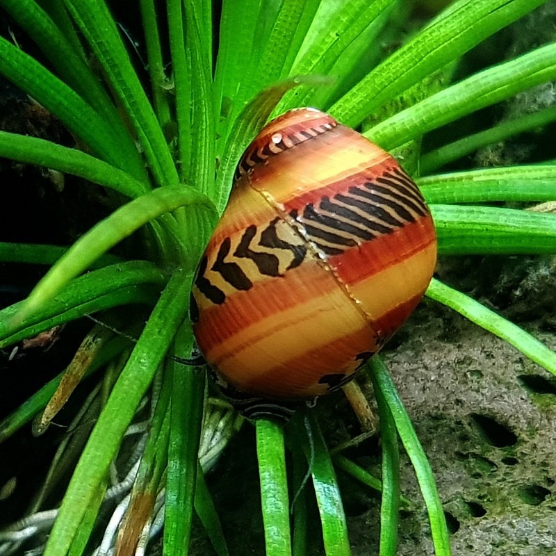 Neritina waigiensis (Red running snail)