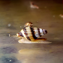 Anatoma helena (Snail-eating snail)