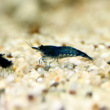Blue Dream shrimp