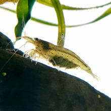 Amano shrimp - Caridina multidentata - Japonica shrimp - with eggs