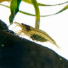 Amano garnalen - Caridina multidentata - Japonica garnaal - met eieren