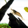 Amano shrimp - Caridina multidentata - Japonica shrimp