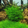 Leptodictyum riparium (stringy moss)