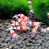 Crystal Red Shrimp HQ