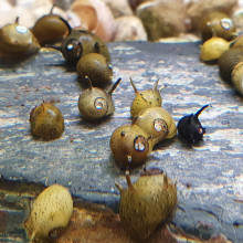 Clithon sowerbyana (variegated antler snail)