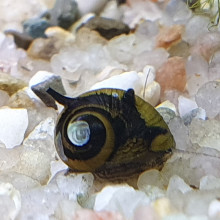 Clithon corona (Antler snail)
