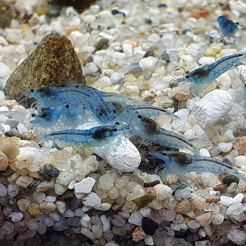 Blue Jelly shrimp