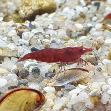 Red Sakura Shrimp