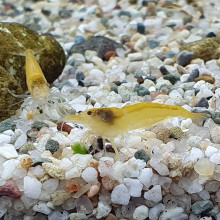 Yellow shrimp