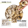 WIO White Adder Gravel S
