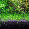 Aquario Neo Soil Plants