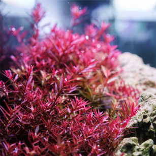 Twinstar Light S-Line IV 900S