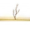 Manzanita wood-S (30-40cm) - Manzanita Wood for aquarium