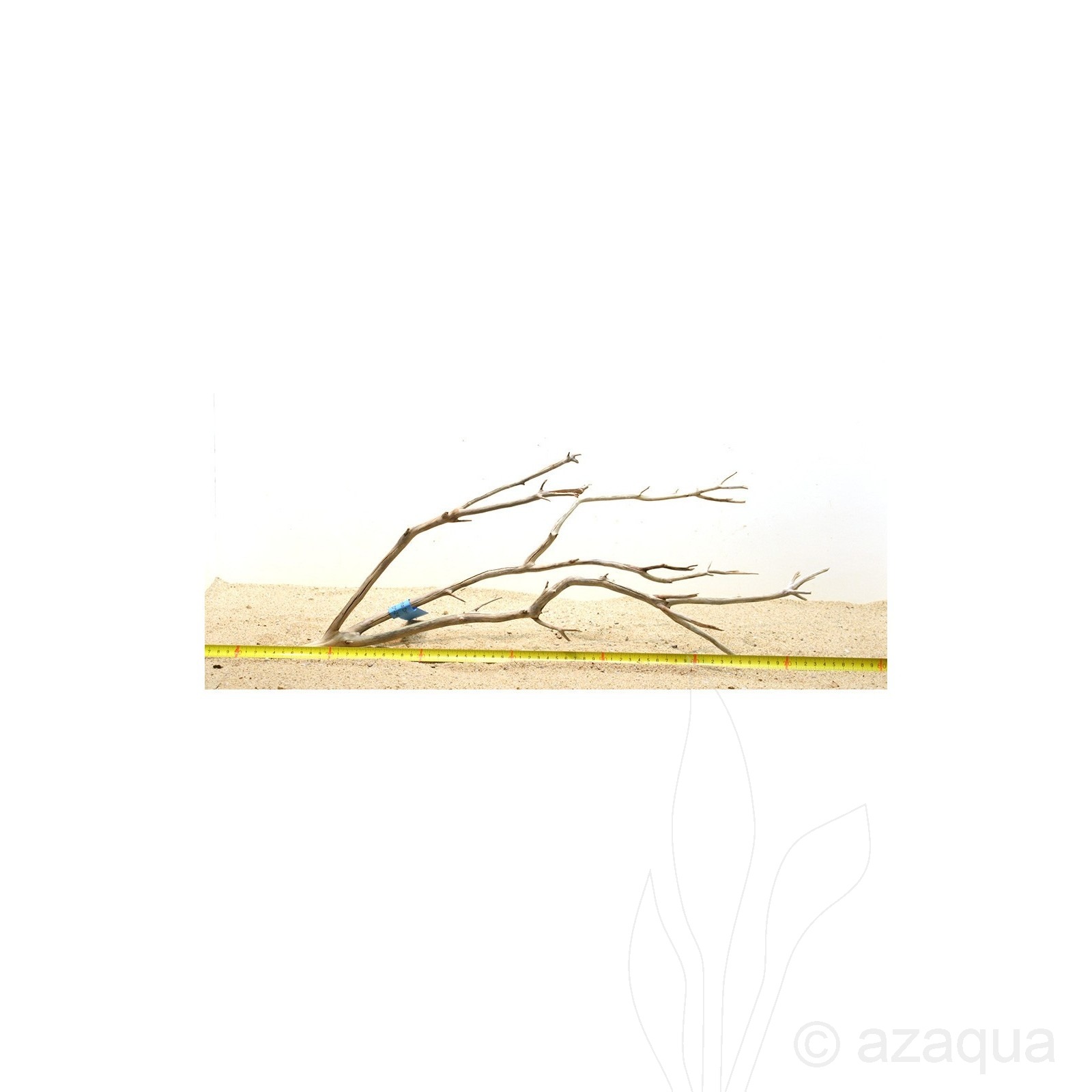 Manzanita wood L (50-60cm)