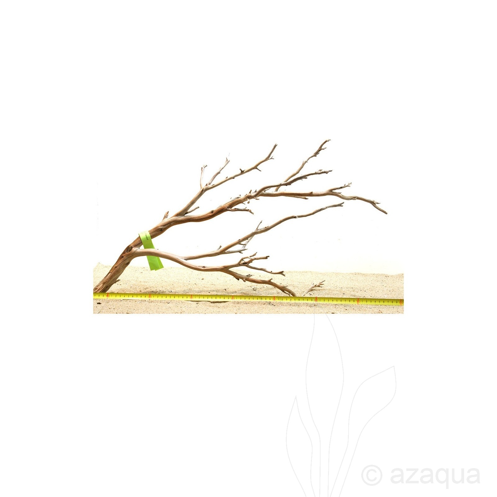 Manzanita wood, XL (60-75cm)