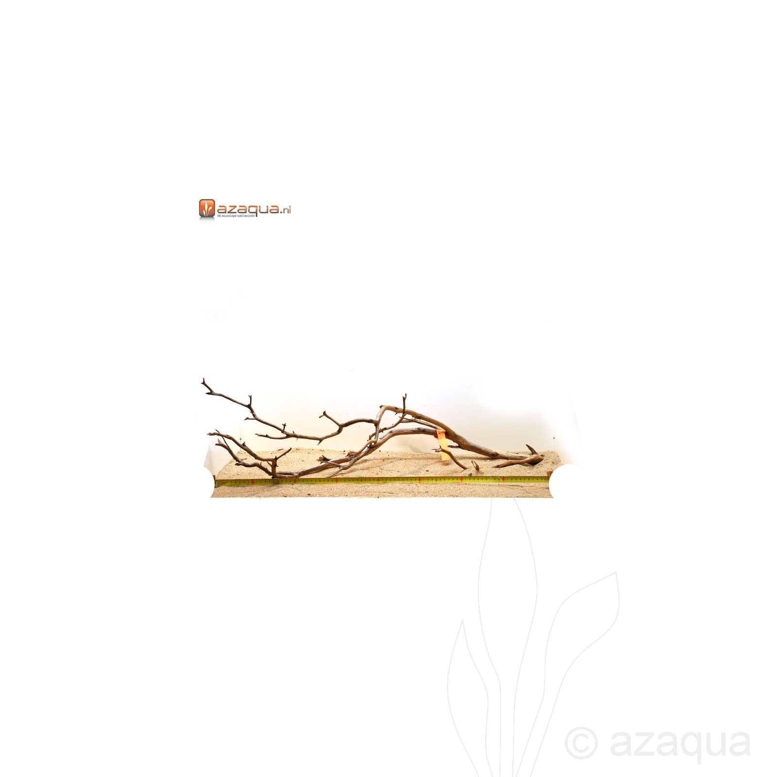 Manzanita wood, XXL-01