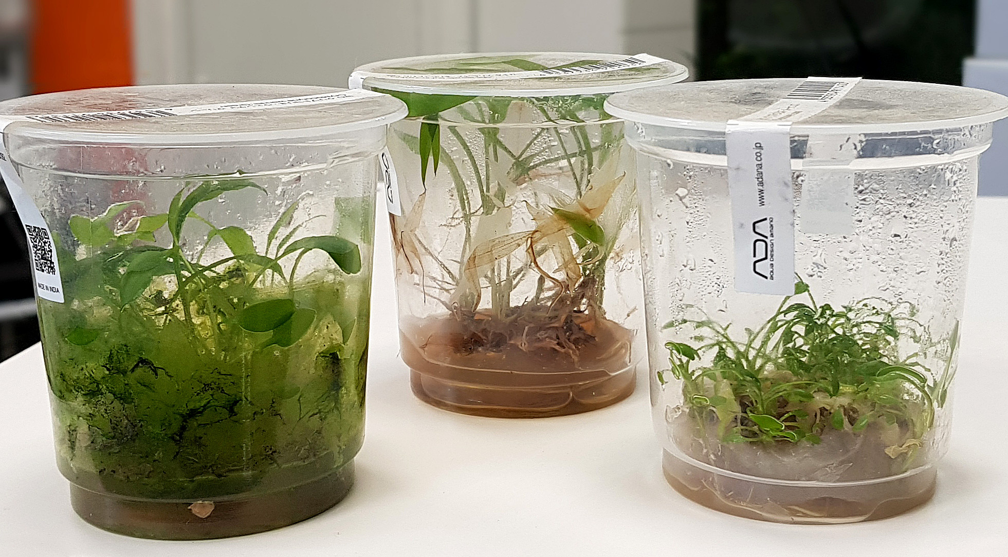 ADA in vitro planten van 2 jaar oud