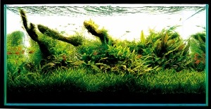 Aquascaping-stapvoorstap-22