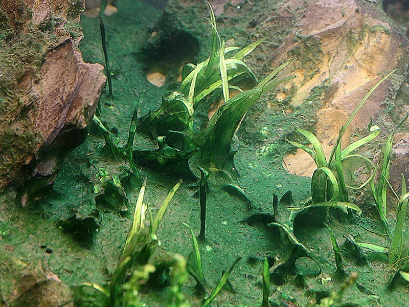 blue-green algae in aquarium