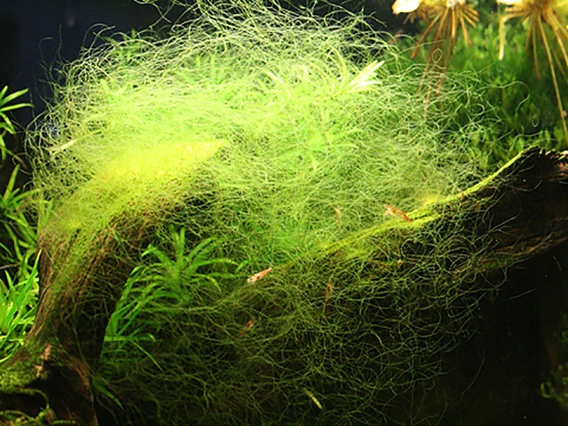 thread algae aquarium