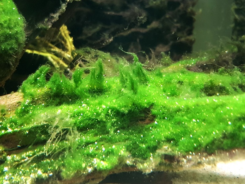 velvet algae in the aquarium